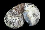 Rare, Scaphites Heteromorph Ammonite - Kansas #93750-2